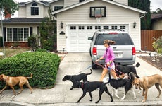 Professional dog walker walks dogs in neighborhood