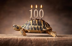 Tortoise turns 100 years old.